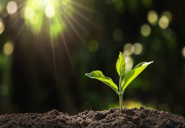 young plant growing in garden with sunlight